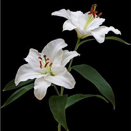 Radiant Mosaic: A Medley of Blooming Wonders
